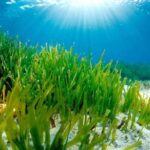 Las praderas de posidonia de Benidorm gozan de buena salud según un informe de l’Institut d’Ecologia Litoral