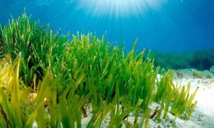 Les prades de posidònia de Benidorm gaudeixen de bona salut segons un informe de l’Institut d’Ecologia Litoral