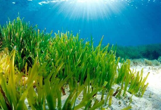 Las praderas de posidonia de Benidorm gozan de buena salud según un informe de l’Institut d’Ecologia Litoral