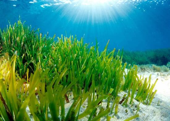 Las praderas de posidonia de Benidorm gozan de buena salud según un informe de l’Institut d’Ecologia Litoral