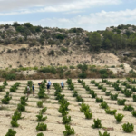 “El vino perfecto”, bodegueros y suspense para el relato ganador monastrell 2025