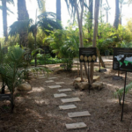 El Huerto del Cura de Elche recibe un prestigioso galardón europeo por su proyecto educativo ‘Academia de Palmeras’