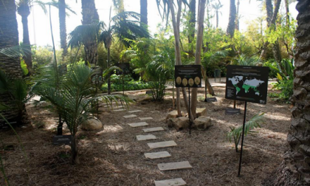 El Huerto del Cura de Elche recibe un prestigioso galardón europeo por su proyecto educativo ‘Academia de Palmeras’