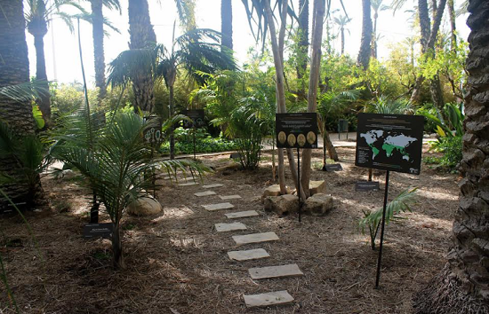 El Huerto del Cura de Elche recibe un prestigioso galardón europeo por su proyecto educativo ‘Academia de Palmeras’