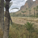 La Concejalía de Medio Ambiente intensifica las labores de mantenimiento y conservación en el Palmeral de Orihuela