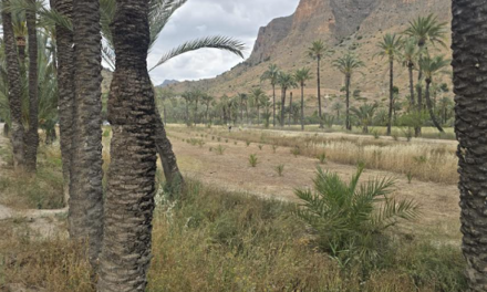 La Concejalía de Medio Ambiente intensifica las labores de mantenimiento y conservación en el Palmeral de Orihuela