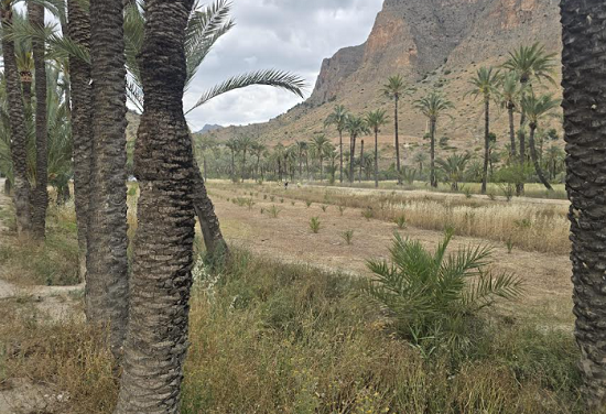 La Concejalía de Medio Ambiente intensifica las labores de mantenimiento y conservación en el Palmeral de Orihuela