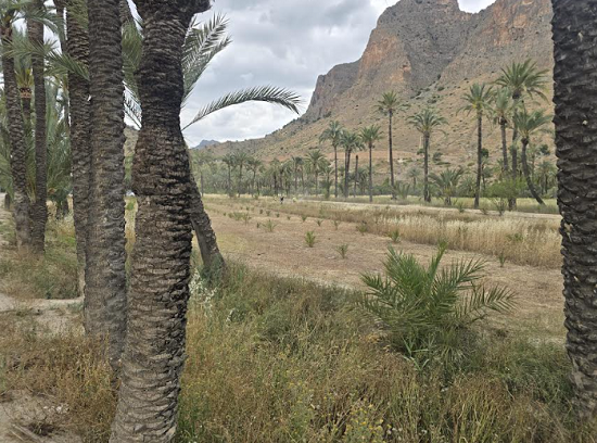 La Concejalía de Medio Ambiente intensifica las labores de mantenimiento y conservación en el Palmeral de Orihuela