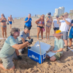 Localizado en la playa de Muchavista de El Campello un nido con 61 huevos de tortuga boba