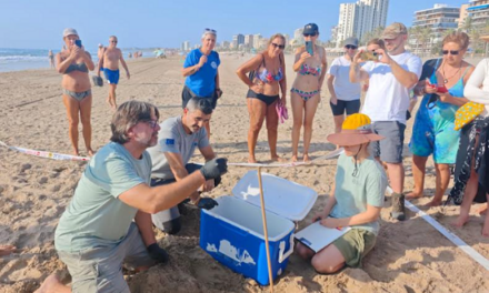 Localizado en la playa de Muchavista de El Campello un nido con 61 huevos de tortuga boba