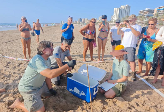 Localizado en la playa de Muchavista de El Campello un nido con 61 huevos de tortuga boba
