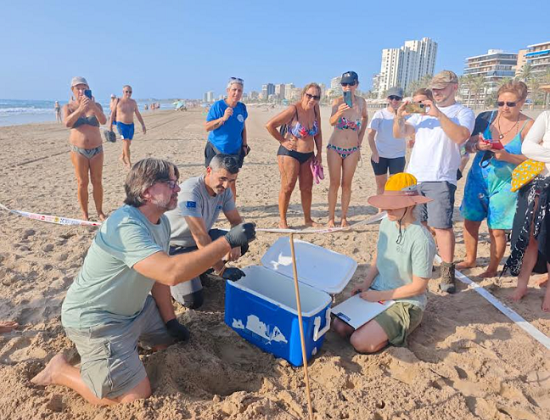 Localizado en la playa de Muchavista de El Campello un nido con 61 huevos de tortuga boba
