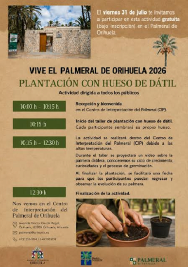 El Palmeral de Orihuela acoge una nueva actividad de plantación con hueso de dátil abierta a todos los públicos