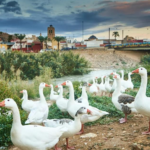 Orihuela cumple los objetivos de ‘Refluye Mi Río’ y recibirá 3,3 millones de la Fundación Biodiversidad