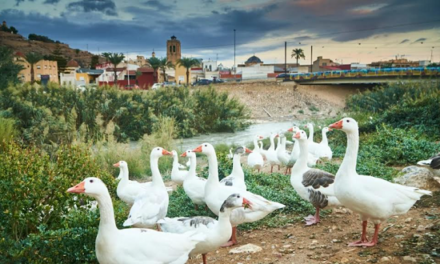 Oriola compleix els objectius de ‘Reflueix El meu Riu’ i rebrà 3,3 milions de la Fundació Biodiversitat