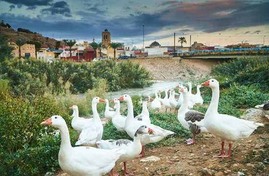Orihuela cumple los objetivos de ‘Refluye Mi Río’ y recibirá 3,3 millones de la Fundación Biodiversidad