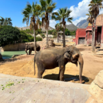 El 54º cumpleaños de la elefanta Petita une educación y tradición hindú en Terra Natura Benidorm