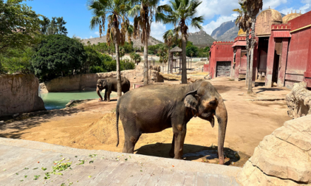 El 54º cumpleaños de la elefanta Petita une educación y tradición hindú en Terra Natura Benidorm