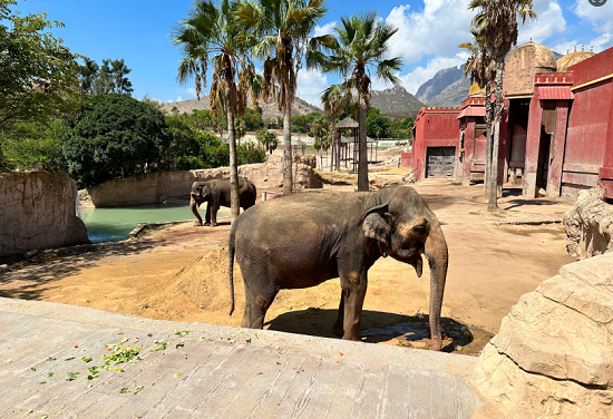 El 54º cumpleaños de la elefanta Petita une educación y tradición hindú en Terra Natura Benidorm