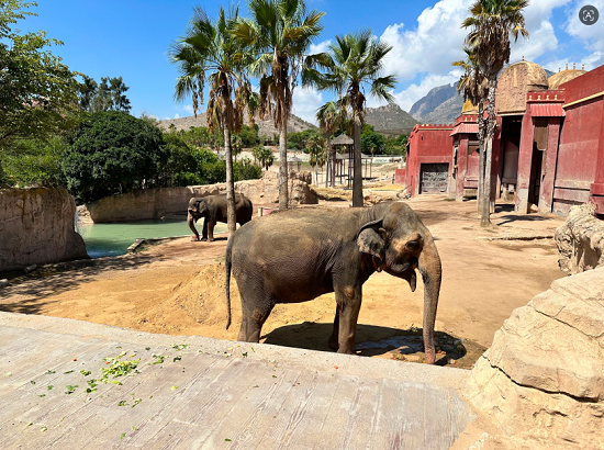 El 54º cumpleaños de la elefanta Petita une educación y tradición hindú en Terra Natura Benidorm