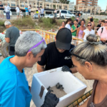 Sorpresa en la playa de Muchavista de El Campello: “Remolona” emerge de la arena mientras se desmontaba el campamento instalado para velar durante semanas por un nido de tortugas marinas