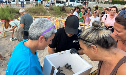 Sorpresa en la playa de Muchavista de El Campello: “Remolona” emerge de la arena mientras se desmontaba el campamento instalado para velar durante semanas por un nido de tortugas marinas