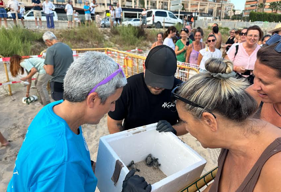 Sorpresa en la playa de Muchavista de El Campello: “Remolona” emerge de la arena mientras se desmontaba el campamento instalado para velar durante semanas por un nido de tortugas marinas