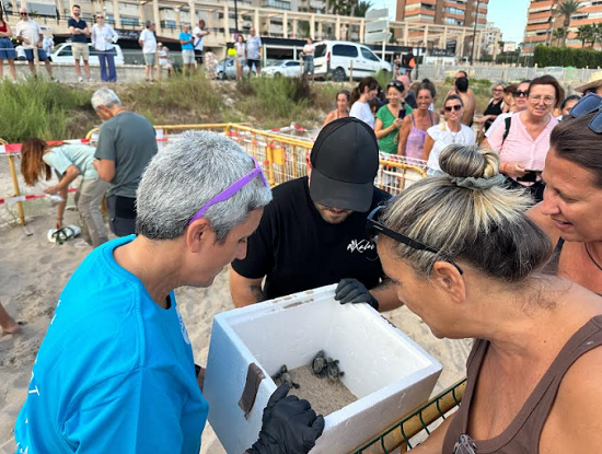 Sorpresa en la playa de Muchavista de El Campello: “Remolona” emerge de la arena mientras se desmontaba el campamento instalado para velar durante semanas por un nido de tortugas marinas